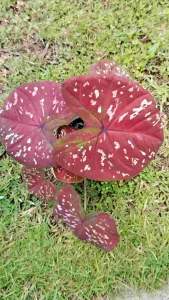 บอนสีลูกไม้ ลูกไม้เมล็ด บอนสีสวยๆ วังบอนสี บอนสีสวยๆถูกๆ ต้นบอนสี เมล็ดบอนสี กระถาง 4 นิ้ว บอนสี150 สวยมาก บอนสีใบกลม บอนสีสมูด สมูดสีลูกไม้