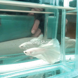 Full White Halfmoon Betta