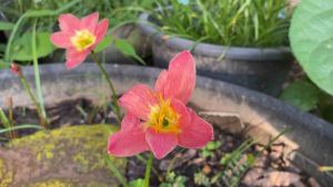 F.หัวดอกบัวดิน Red Dee หัวละ 10 บาท