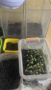 Vegetable Seeds Bell Pepper Carrot Pechay Mustasa Eggplant Spinach Cucumber Onions Okra Kamatis
