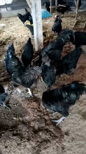 Ayam Cemani ชุด 5 ฟอง - ไข่เชื้อไก่ดำอินโดนีเซีย เลือด 50% ขายวัน 10 ค่าให้บริการ