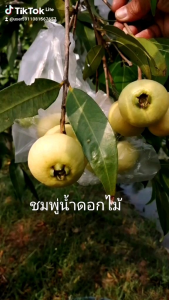 ต้นชมพู่​น้ำดอกไม้ พันธุ์​เพชร​น้ำ​บุษย์​ จากกิ่งตอน ต้นพร้อมปลูก​ติดผลเร็ว ชมพู่​โบราณ​ กลิ่นหอมมากที่สุด