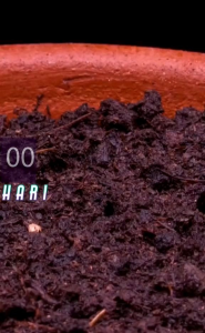 25 BUTIR BIJI/BENIH KALE BLUE SCOTH CURLED