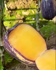 Bibit Buah Pepino Ungu🌱 Buah ini Dari Amerika Buah Pepino Adalah Buah Asli Andes Amerika Selatan karena rasa dan teksturnya yang mirip dengan melon dan mentimun. Buah ini memiliki berbagai manfaat kesehatan seperti membantu menurunkan tekanan darah