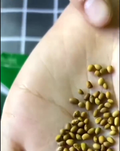 Bibit Buah Pepino Ungu🌱 Buah ini Dari Amerika Buah Pepino Adalah Buah Asli Andes Amerika Selatan karena rasa dan teksturnya yang mirip dengan melon dan mentimun. Buah ini memiliki berbagai manfaat kesehatan seperti membantu menurunkan tekanan darah