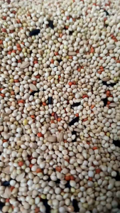 Pakan Perkutut Sehat & Berkualitas