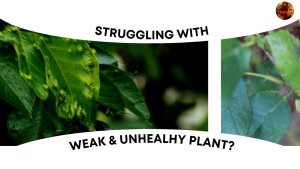 TRICHODERMA BACILLUS FERTILIZER SP.BT 1.000.000 BT/g Natural Plant Protection and Soil Enhancement