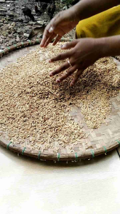 Benih Padi ZIZANIA Terbaru Super Unggul Kemasan 5KG