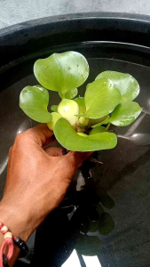 Tanaman Air Kolam & Eceng Gondok Mini Hias: 20 Pcs