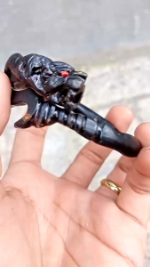 gelang akar Bahar macan ekor kujang