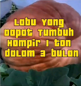 (KEMASAN PREMIUM) BIJI/BENIH LABU RAKSASA | DILS ATLANTIC GIANT PUMPKIN ( isi -+5 butir)