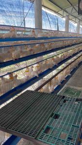 Probiotic for poultry chicken 1 liter