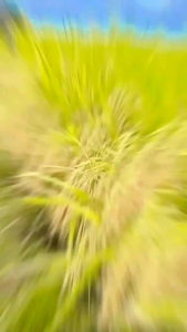 BENIH PADI CIHERANG SUGIH SUPER UNGGUL KEMASAN 5KG