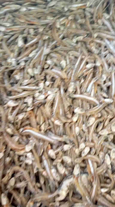 Ikan Asin Teri Asin & Cemek Super Bersih 1KG Mantap