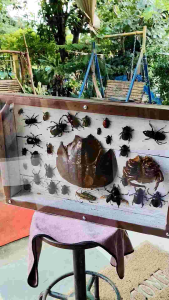 ของเก่าสะสม งานสไตล์วินเทจ+งานลอฟท์ มีชิ้นเดียวในโลก 40*60 ไว้แขวงโชว์ไม้เก่า 100 ปี