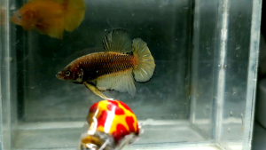 Halfmoon Plakat HMPK Betta Fish / Ikan Laga/ 斗鱼 (Not random fish）10