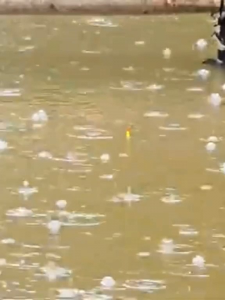 ESSEN IKAN MAS RAME SEROKOBONG 30MIL