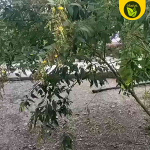 100 seeds for planting kadyos pigeon pea plant binhi pantanim Kadyos Pigeonpea Pigeon Coop - Lazada