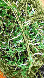 Daun Meniran Segar Berkualitas 200 Gram