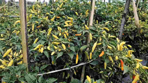 Paket Pembuahan Sesuai Kebutuhan Tanaman: Pertumbuhan Buah yang Besar & Sehat