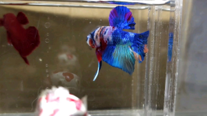 Multicolour Halfmoon Plakat HMPK Betta Fish / Ikan Laga/ 斗鱼 / Live Fish ❗️Fish same as order❗️Not random pick❗️35