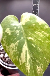 🌸❤️Monstera Mintไม้เนื้อเยื่ออนุบาลคัดด่างลายสวยกระถาง3-4นิ้วปลูกธรรมชาติไม่ต้องอบ🌸