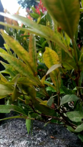 LAMPU PILAR TERAS MOTIF