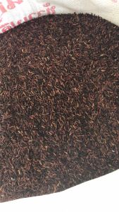 🌾🔶🔸[สินค้าพร้อมส่ง]🔶🔸ข้าวไรซ์เบอรี่รอบนี้สีดำเข้ม หอมและนุ่ม NavaRyce ปลูกเองโดยใช้เมล็ดพันธุ์แท้(มีเอกสารรับรอง)