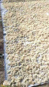Rumput Laut Konsumsi 1 Kg