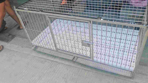 Pure stainless 304 dog cage 2x4x2 feet 1door heavy duty all 3/16 shafting