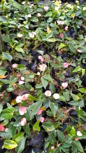 Dwarf anthurium
