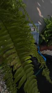 ถังกรองคอนโด 3 ชั้น ขนาด S พิเศษตะแกรงสแตนเลส