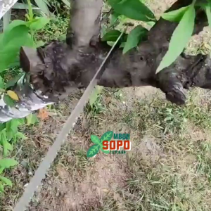 Alat Bonsai Berkebun Gergaji Lancip Pendek Gergaji Bonsai Taiwan