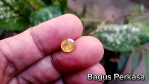 Yellow Sapphire Sri Lanka: Panduan Lengkap