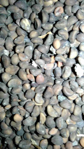 BIBIT KANGKUNG DAUN SEMPIT 1 KG