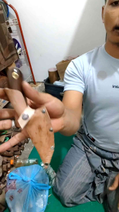 filet terbaik/stek bonsai