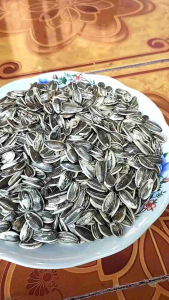 MURAHHH !!! 600 BENIH BIJI KUACI MATAHARI JUMBO