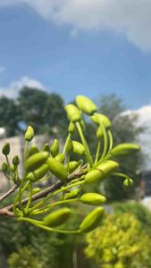 Phân bón mai vàng to hoa nhiều nụ dày cánh đậm màu Flower ma.x 6in1 Nhật Bản 250ml