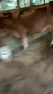 Nolarbj Obat Lalat Murni untuk di Campur Air Bersih Sebanyak 1botol Akua Besar Harga di Atas untuk 1 Botol