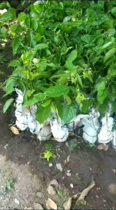 bibit okulasi bunga kenanga sudah berbunga (Cananga odorata)