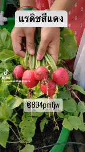 เมล็ดแรดิชเชอร์รี่แดงอร่อย 350-500เมล็ด radish cherry belle Original pack เมล็ดนำเข้าพันธุ์แท้ 100% สายพันธุ์OP