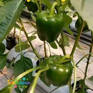 10 BUTIR BIJI/BENIH TANAMAN PAPRIKA HIJAU