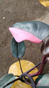 Philodendron Pink Princess - - Pokok Philodendron Puteri Merah Jambu - गुलाबी राजकुमारी फिलोडेंड्रोन Pink Princess – Rare Pink Variegation Collectors Aroid Stylish Indoor Plant Easy Climber Tropical Favorite LIVE PLANT