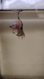 Haftmoon Plakat Betta Fish C7 - Yellow Koi