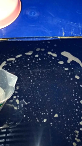 SILICON SEMIR BAN MURNI BENING KENTAL 5 LITER