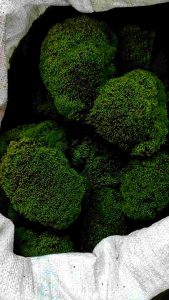 lumut bantal spesies Leucobryum glaucum media tanam
