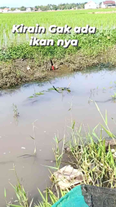 [ BELI 2 GRATIS 1 ] Esen ikan lele/ikan mas/patin/nila/bawal