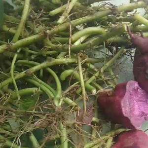 jual  bibit  ubi jalar ungu 500 gram  segar 25000