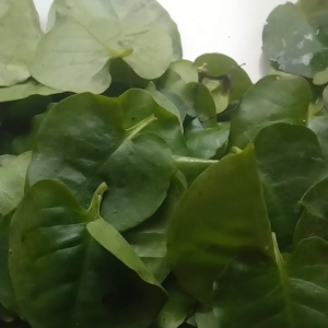 Daun Binahong Hijau Segar Dipetik Pasmasuk Order 1 Kg