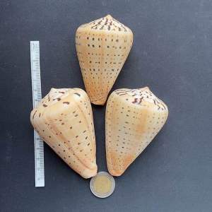 ข้าวโพดสีเหลืองธรรมชาติมีรูปร่างเป็นหอยทากทะเลขนาดใหญ่Natural yellow corn shape large sea snail 7-11cm